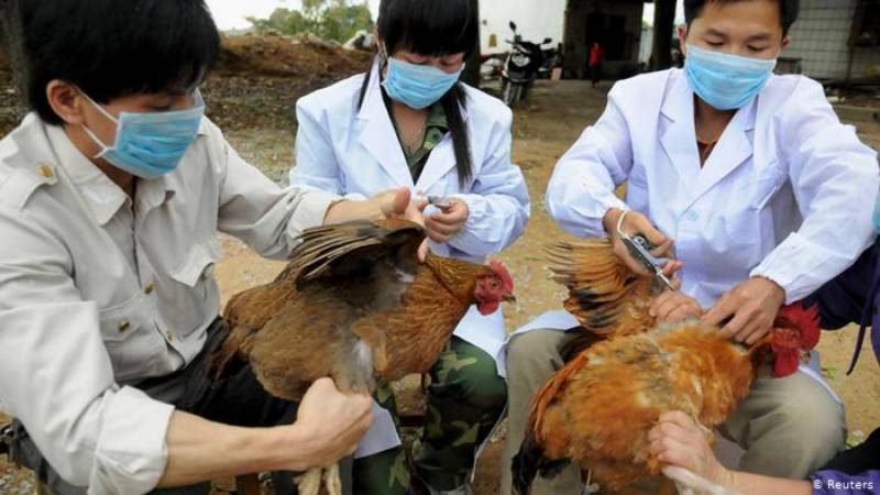 First Human death is recorded in China from H3N8 bird flu: WHO